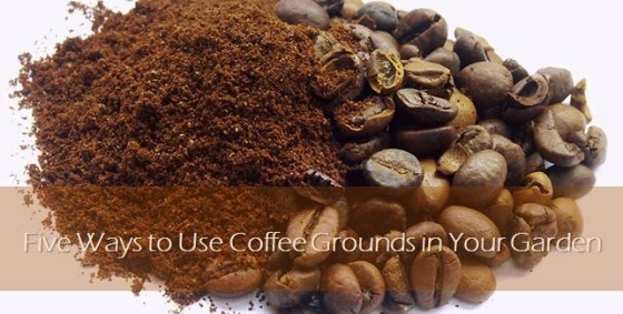 Five Ways to Use Coffee Grounds in Your Garden - Landscape Edging Blog