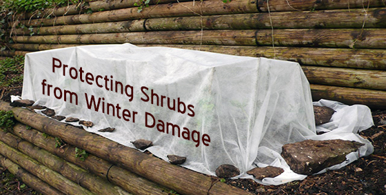 Winter Protection for Shrubs - Landscape Edging Blog